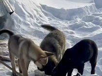 Щенки в дар