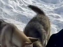 Щенки в дар