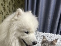 Собака Самоед