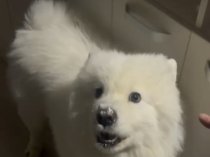 Собака Самоед