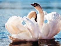 Сакральный таропсихолог (энерготерапия)