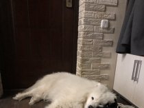 Собака Самоед