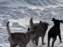 Щенки в дар