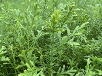 Сеянцы, саженцы хвойных растений из питомника