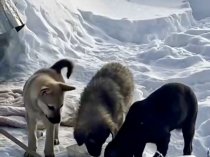 Щенки в дар