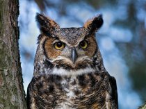 Сакральный таропсихолог (энерготерапия)