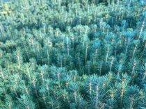 Сеянцы, саженцы хвойных растений из питомника