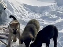 Щенки в дар