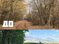 Расчистка территорий от деревьев и пней от 1 Га