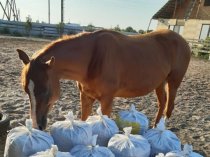 Перегной коровий и конский 1-2 года в мешках Ярославль.